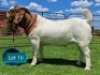 1 X BOER GOAT STUD BUCK Lukas Burger Boerbok Stoet