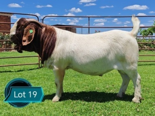 1 X BOER GOAT FLOCK BUCK Lukas Burger Boerbok Stoet