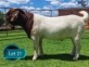 1 X BOER GOAT STUD BUCK Lukas Burger Boerbok Stoet