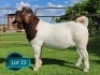 1 X BOER GOAT STUD BUCK Lukas Burger Boerbok Stoet
