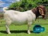 1 X BOER GOAT FLOCK ON TEAT BUCK Lukas Burger Boerbok Stoet