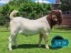 1 X BOER GOAT STUD BUCK Lukas Burger Boerbok Stoet