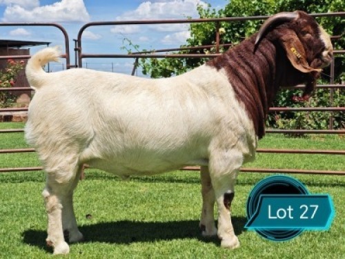 1 X BOER GOAT FLOCK ON COLOUR BUCK Lukas Burger Boerbok Stoet