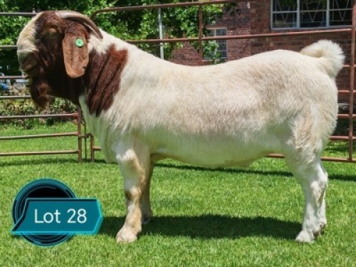 1 X BOER GOAT FLOCK ON TEAT BUCK Lukas Burger Boerbok Stoet