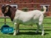1 X BOER GOAT FLOCK ON TEAT BUCK Lukas Burger Boerbok Stoet