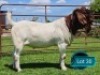 1 X BOER GOAT STUD BUCK Lukas Burger Boerbok Stoet