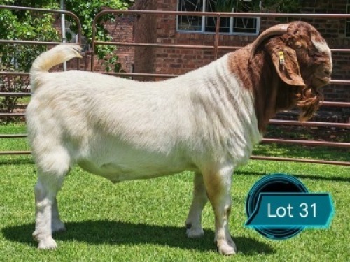 1 X BOER GOAT FLOCK ON TEAT BUCK Lukas Burger Boerbok Stoet