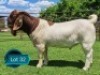 1 X BOER GOAT FLOCK ON COLOUR BUCK Lukas Burger Boerbok Stoet