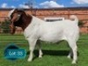 1 X BOER GOAT STUD BUCK Lukas Burger Boerbok Stoet