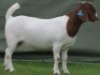 1 X BOER GOAT STUD DOE Shongololo Boerbok Stoet 1563 - 2