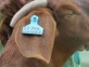 1 X BOER GOAT STUD DOE Shongololo Boerbok Stoet 1563 - 3