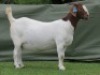 1 X BOER GOAT PREGNANT STUD DOE Shongololo Boerbok Stoet 1563 - 2