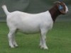 1 X BOER GOAT PREGNANT FLOCK DOE Shongololo Boerbok Stoet 1563 - 2