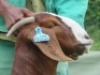 1 X BOER GOAT PREGNANT FLOCK DOE Shongololo Boerbok Stoet 1563 - 3