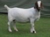 1 X BOER GOAT PREGNANT FLOCK ON COLOUR DOE Shongololo Boerbok Stoet 1563 - 2