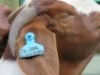 1 X BOER GOAT PREGNANT FLOCK ON COLOUR DOE Shongololo Boerbok Stoet 1563 - 3