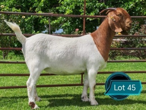 1 X BOER GOAT FLOCK ON COLOUR DOE Lukas Burger Boerbok Stoet