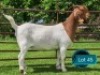 1 X BOER GOAT FLOCK ON COLOUR DOE Lukas Burger Boerbok Stoet