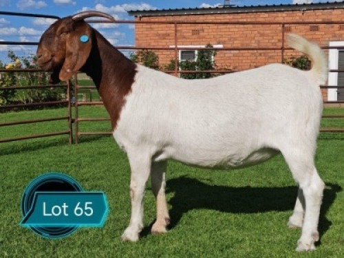 1 X BOER GOAT STUD DOE Lukas Burger Boerbok Stoet
