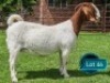 1 X BOER GOAT STUD PREGNANT DOE Lukas Burger Boerbok Stoet