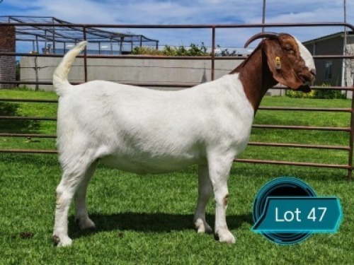 1 X BOER GOAT STUD DOE Lukas Burger Boerbok Stoet