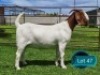 1 X BOER GOAT STUD DOE Lukas Burger Boerbok Stoet