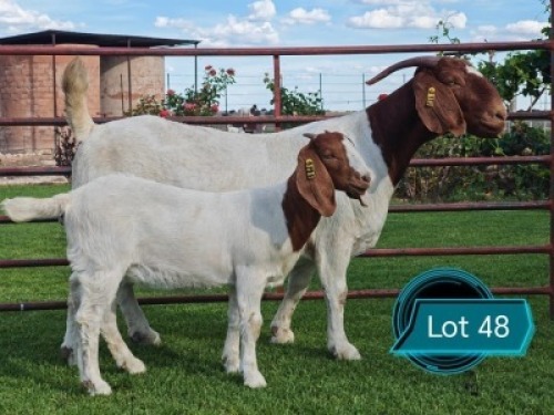 1+1 X BOER GOAT STUD DOE Lukas Burger Boerbok Stoet