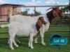 1+1 X BOER GOAT STUD DOE Lukas Burger Boerbok Stoet