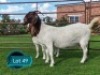 1+1 X BOER GOAT STUD DOE Lukas Burger Boerbok Stoet