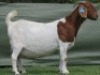 1 X BOER GOAT PREGNANT STUD DOE Shongololo Boerbok Stoet 1563 - 2