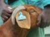 1 X BOER GOAT PREGNANT STUD DOE Shongololo Boerbok Stoet 1563 - 3