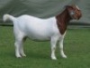 1 X BOER GOAT FLOCK DOE Shongololo Boerbok Stoet 1563 - 2