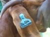 1 X BOER GOAT FLOCK DOE Shongololo Boerbok Stoet 1563 - 3