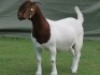 1 X BOER GOAT PREGNANT STUD DOE Shongololo Boerbok Stoet 1563 - 2