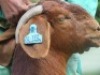 1 X BOER GOAT PREGNANT STUD DOE Shongololo Boerbok Stoet 1563 - 3