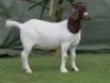 1 X BOER GOAT FLOCK ON TEAT DOE Shongololo Boerbok Stoet 1563 - 2