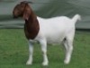 1 X BOER GOAT PREGNANT FLOCK ON COLOUR DOE Shongololo Boerbok Stoet 1563 - 2