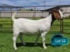 1 X BOER GOAT STUD DOE Lukas Burger Boerbok Stoet