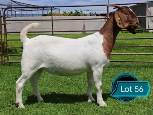 1 X BOER GOAT STUD PREGNANT DOE Lukas Burger Boerbok Stoet