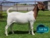 1 X BOER GOAT STUD PREGNANT DOE Lukas Burger Boerbok Stoet