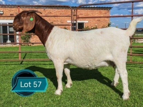 1 X BOER GOAT FLOCK ON COLOUR AND TEAT PREGNANT DOE Lukas Burger Boerbok Stoet