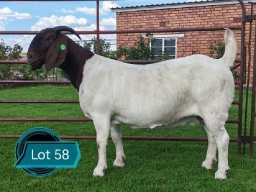 1 X BOER GOAT FLOCK ON TEAT DOE Lukas Burger Boerbok Stoet