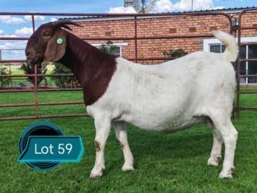 1 X BOER GOAT FLOCK ON TEAT PREGNANT DOE Lukas Burger Boerbok Stoet