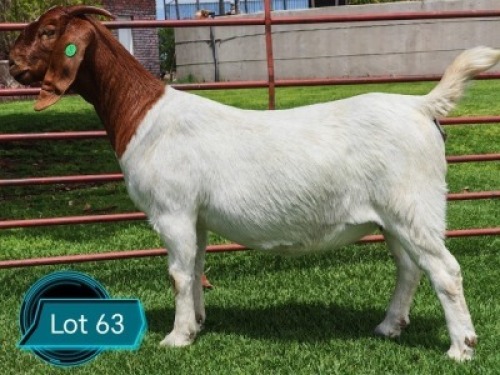 1 X BOER GOAT FLOCK PREGNANT DOE Lukas Burger Boerbok Stoet