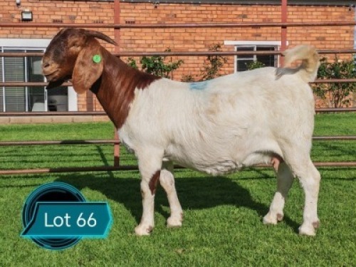 1 X BOER GOAT FLOCK ON COLOUR AND TEAT PREGNANT DOE Lukas Burger Boerbok Stoet