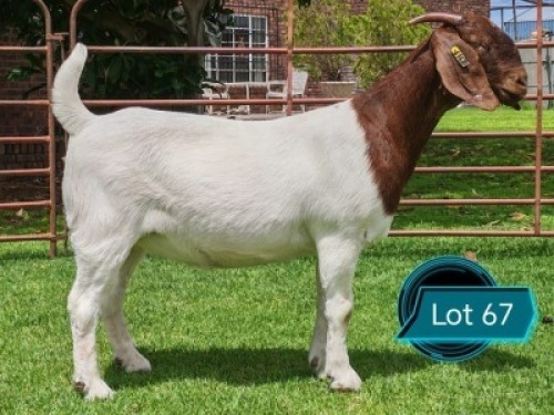1 X BOER GOAT STUD DOE Lukas Burger Boerbok Stoet