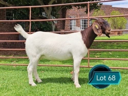 1 X BOER GOAT STUD DOE Lukas Burger Boerbok Stoet