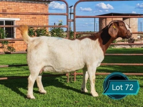 WITHDRAWN - 1 X BOER GOAT FLOCK ON COLOUR AND TEAT PREGNANT DOE Lukas Burger Boerbok Stoet