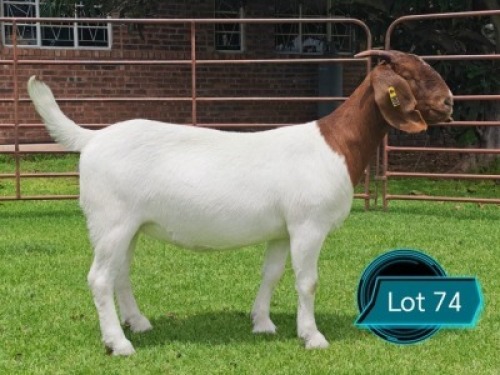 1 X BOER GOAT FLOCK DOE Lukas Burger Boerbok Stoet
