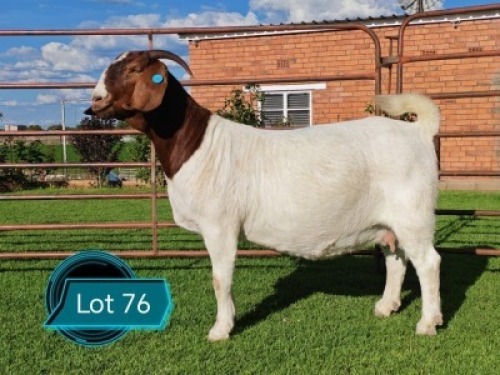 1 X BOER GOAT STUD PREGNANT DOE Lukas Burger Boerbok Stoet